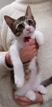 可愛いキジ白男の子です^_^