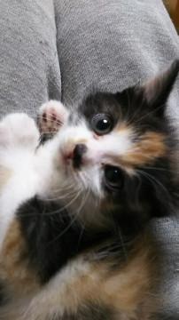 やんちゃな三毛ちゃんです?
