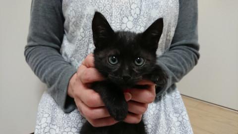 生後2ヶ月☆ゴロゴロ人懐こい 女の子