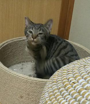 元気爆発まつぼっくりくん