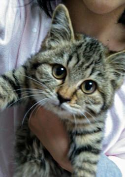 キジ白ふわふわ毛の女の子