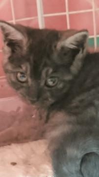 元気な２ヶ月の女の子