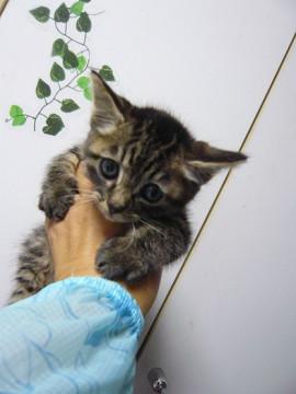 甘えん坊のちびっこキジトラ君