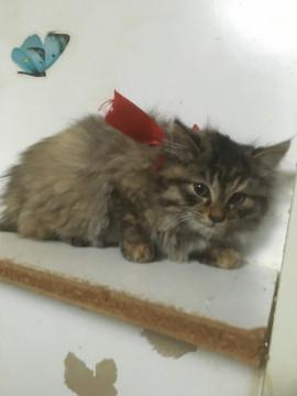 ふわふわ毛並みの女の子