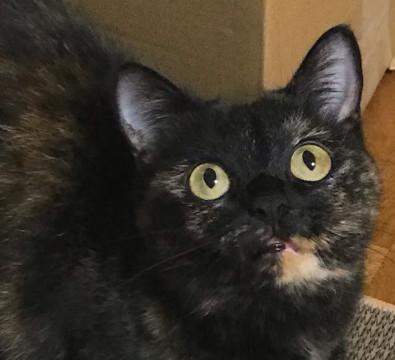 人間大好き！犬猫超苦手…なサビ猫ちゃん！