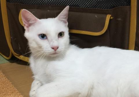 オッドアイが綺麗な猫さんです♪
