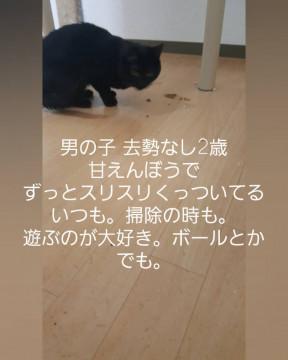 代理投稿ゴロスリ黒猫ちゃん