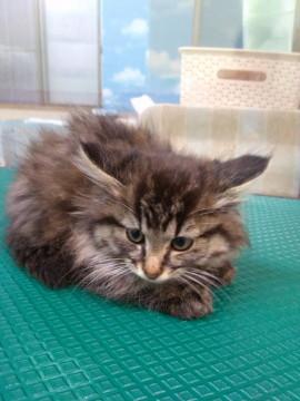 可愛い長毛子猫　オス