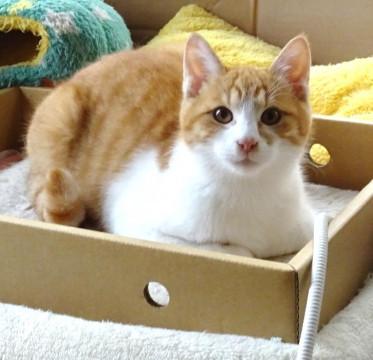 好奇心旺盛で元気！チャシロ系の子猫ちゃん
