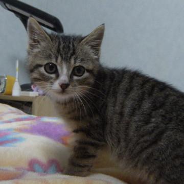 手足が白いキジトラ白です。
