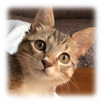 性格◎人好き！やんちゃ盛りキジ白ソックス