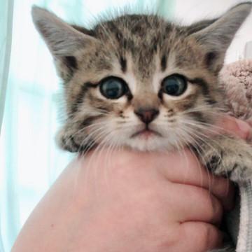 とっても美人な子猫ちゃん