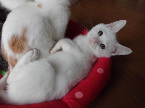 動画あり 雪見だいふく