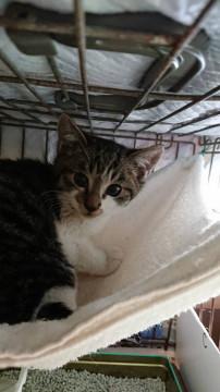 ハンモック大好き馴れ馴れ男の子