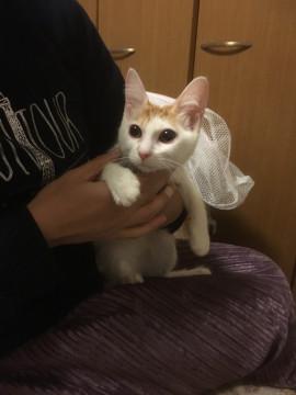 白ベース茶ガラの優しい女の子