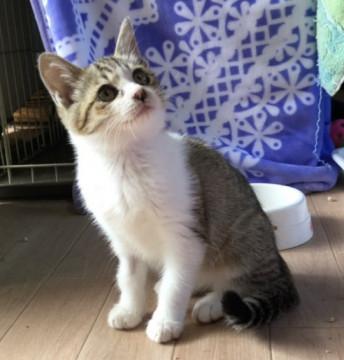 マロンちゃんを家族に迎えてください!!