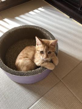 ちゃとらの男の子。