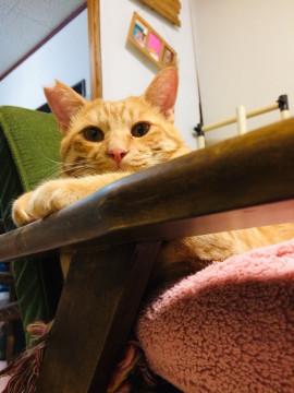 育メンのお父さん猫！