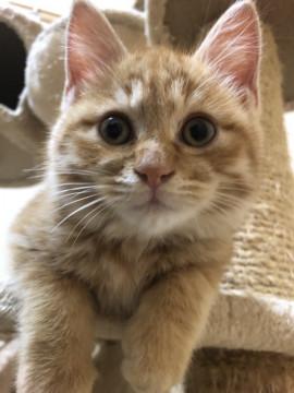 可愛い茶トラ君