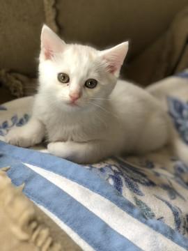 モフモフ白ちゃん♪