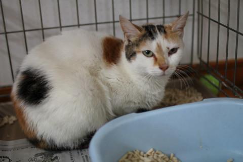 緊急！！三毛ママの里親募集。健康です！！