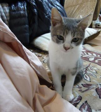 キリッとハンサムなサバ白君です