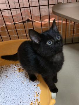 可愛い黒猫ちゃん2ヶ月♪