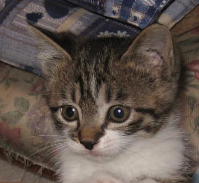 抱っこに喉を鳴らして応える可愛いコ