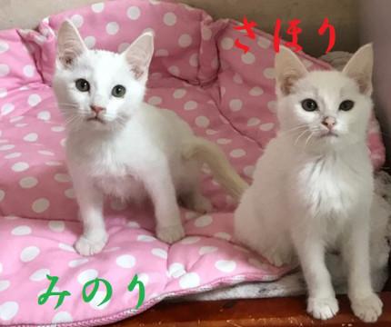 ヤンチャ盛りの仲良し兄妹です。