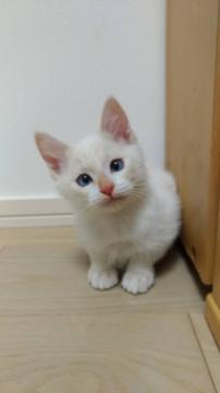 ハンデあり☆可愛い白茶 ハクくん