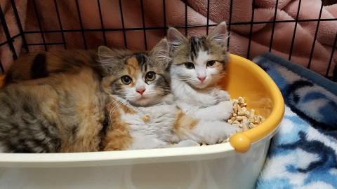 可愛すぎる~モフモフな長毛三毛猫姉妹❤