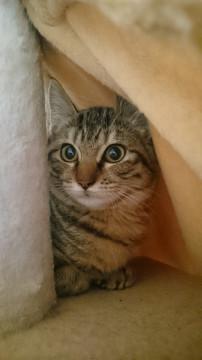 キジトラ美猫ちゃん