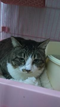 明日12月8日外に戻す子です