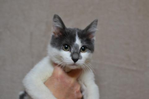 早期不妊手術済の子ねこ♪3頭います・・・