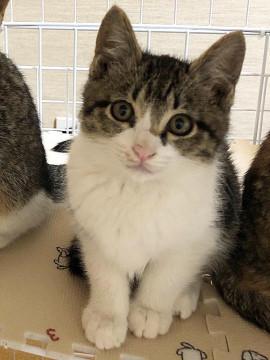 子猫の里親募集中！！まいちゃん♪