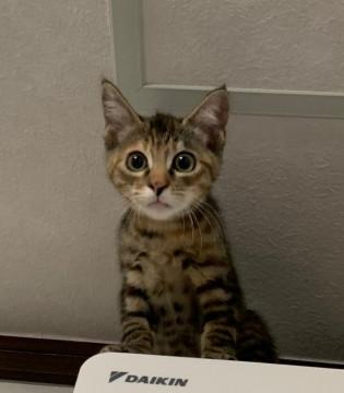 さび柄の可愛い女の子達