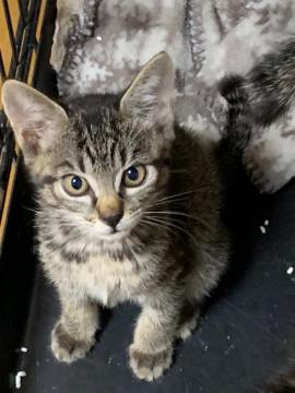 ギジトラ柄の吊り目な男の子