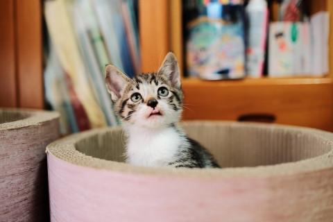 いつもニコニコ男子  ちょこ