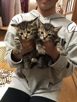 二匹のヤンチャな猫ちゃんです