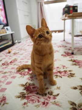 人馴れ抜群性格花丸茶トラ子猫♪