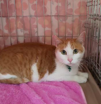 おしゃべり猫カバ男くん