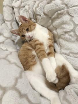 出戻り7ヶ月茶白君