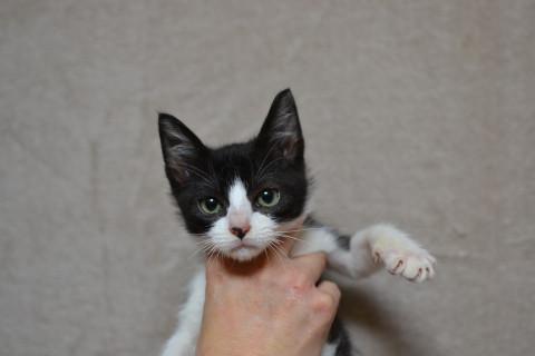 早期不妊手術済の子ねこ♪おねがいします。