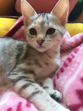 人が大好き❤️三毛トラ鍵しっぽちゃん