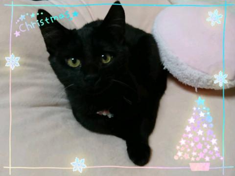 まさに可愛い黒猫チビ イブちゃん