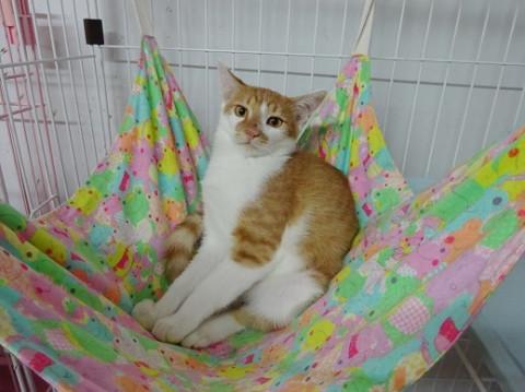 人馴れ修行中の子猫