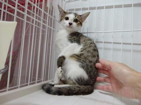 本当は甘えたい子猫☆甘え方を知りません