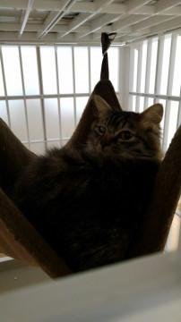 おちゃめな長毛ガール　尾っぽふさふさ♪