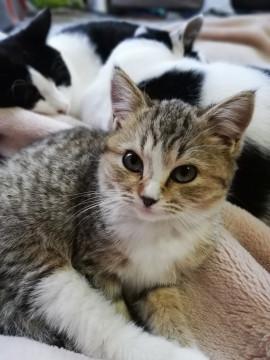 かわいい女の子です