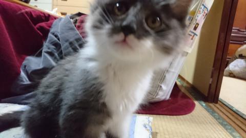 ヤンチャな長毛兄弟を保護しました